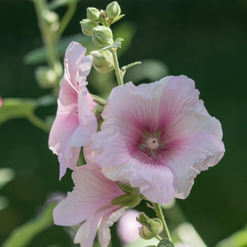 Lavatère d'un trimestre -  Lavatera trimestris