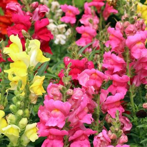 MRS Seeds & Mixtures Les Mufliers - Antirrhinum