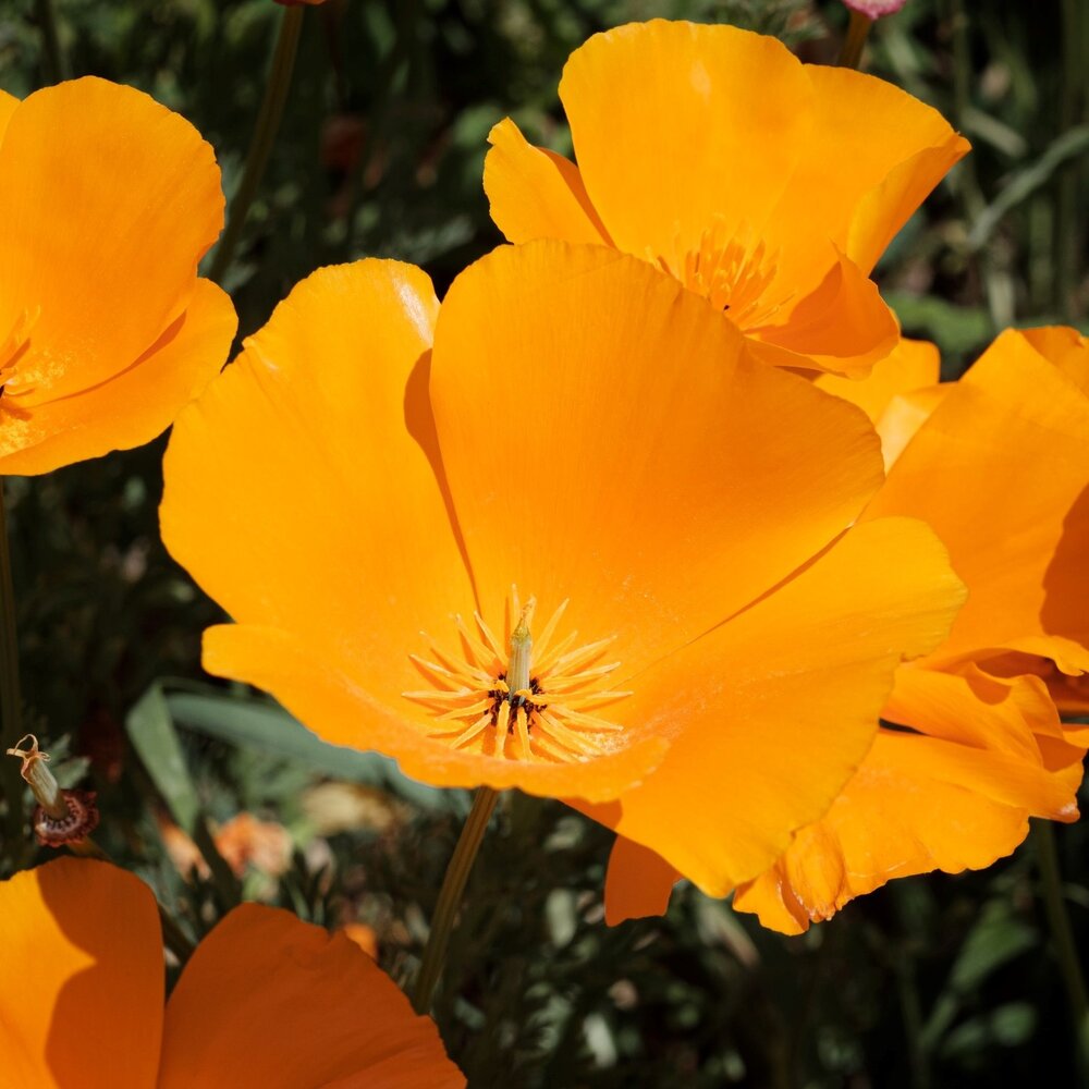 Pavot de Californie - Mélange à une fleur - Eschscholzia californicaa