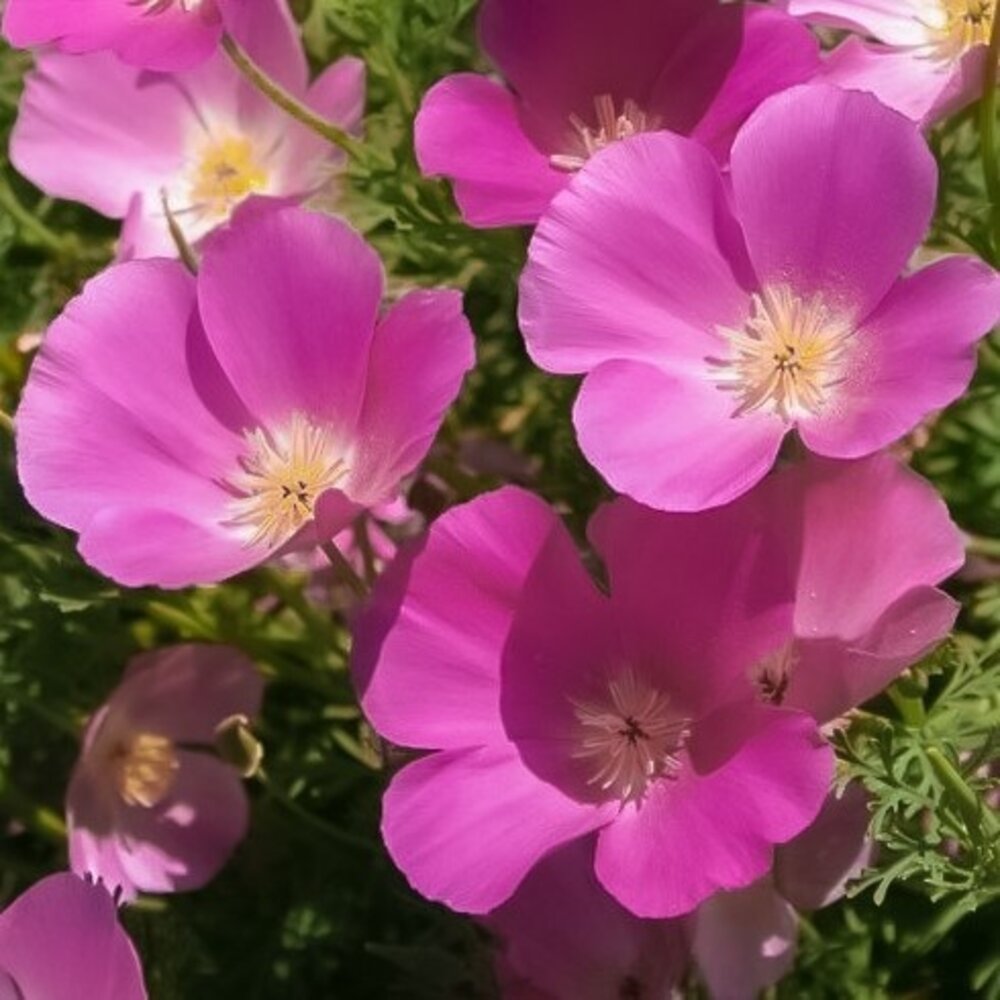 Pavot de Californie 'Carmine King' - Eschscholzia californica