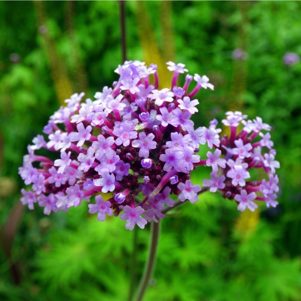 Verveine de Buenos Aires - Verbena Bonariensis