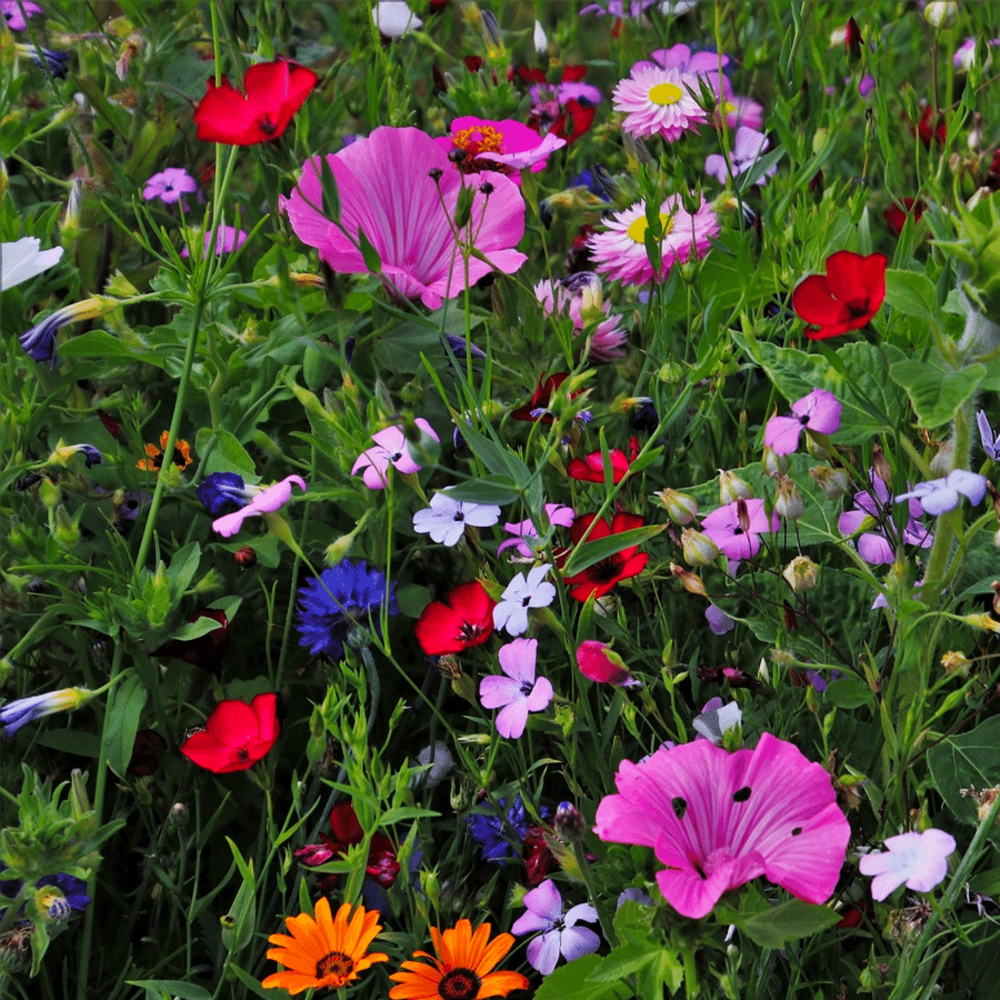 Mélange de fleurs d'été Haute - Vivace