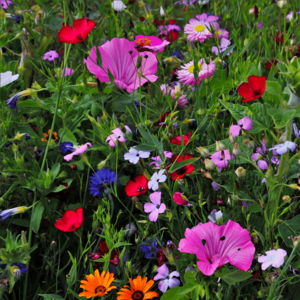 MRS Seeds & Mixtures Mélange de fleurs d'été Haute - Vivace