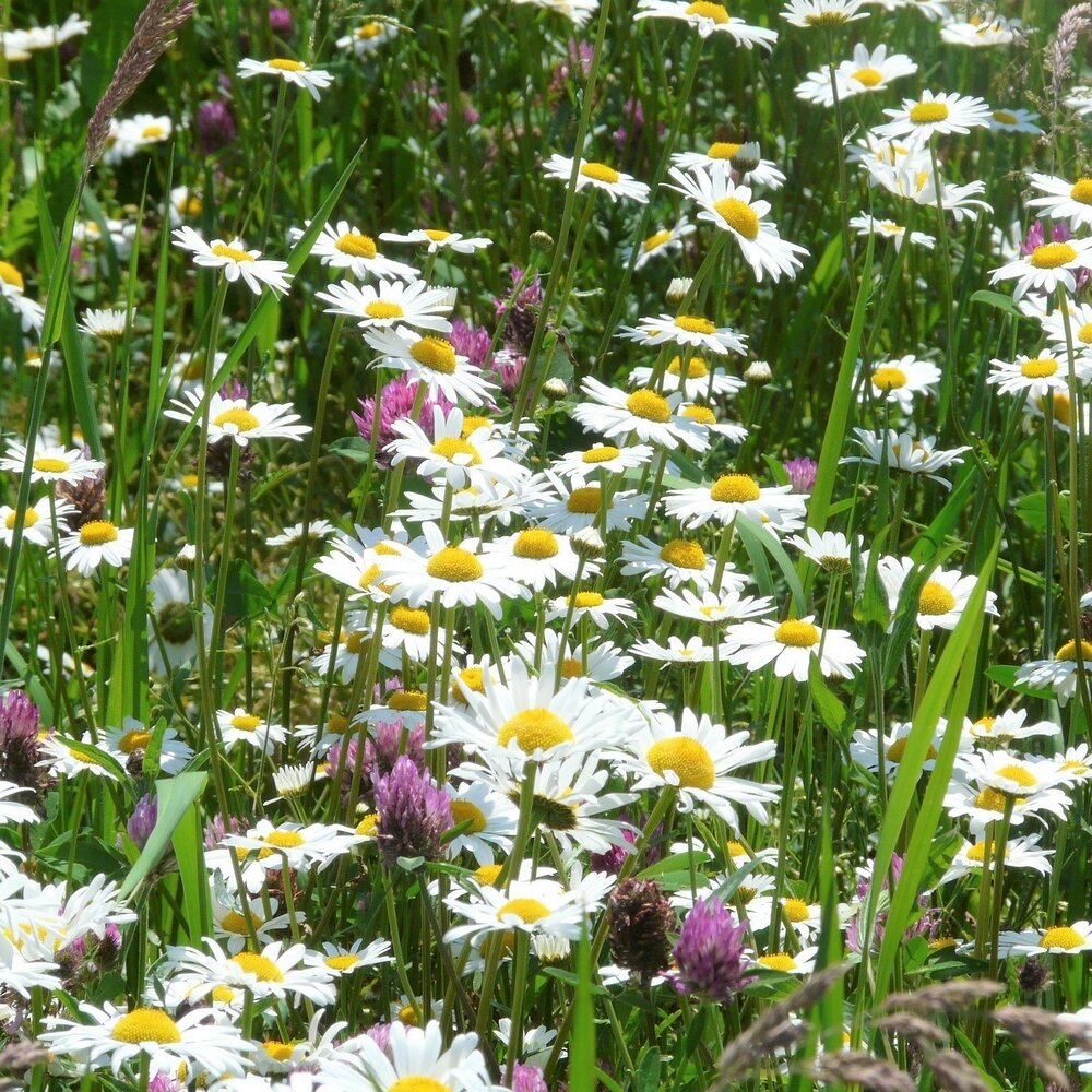 Mélange de leucanthemum 2 - indigène