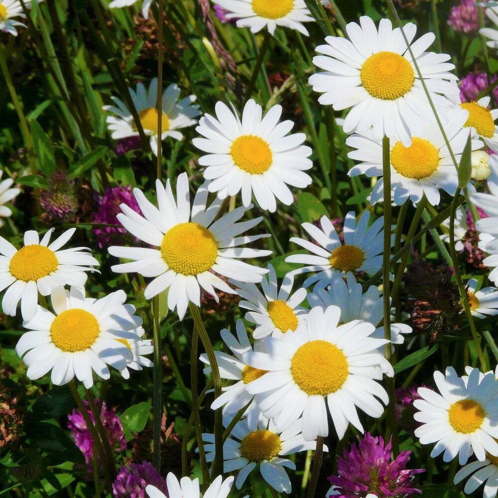 Mélange de marguerites 1 - Indigène