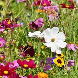 MRS Seeds & Mixtures Mélange de fleurs pour papillons - Bas