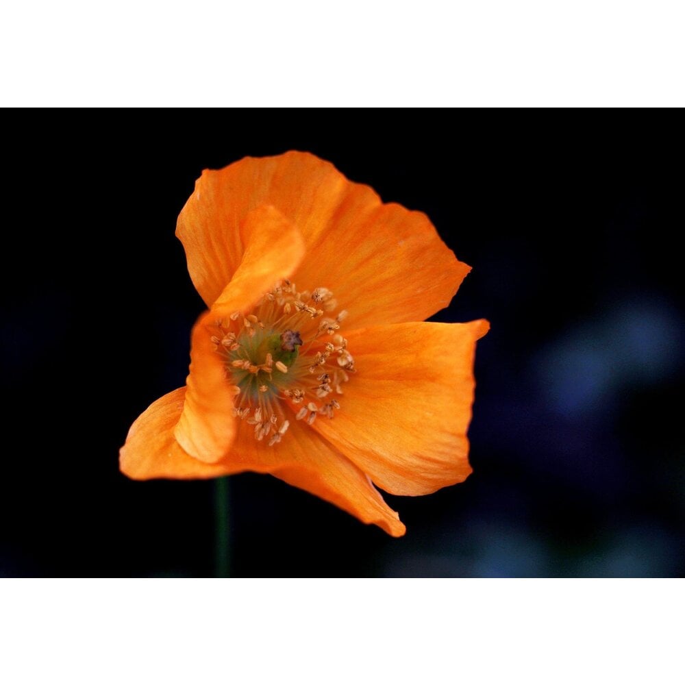 Pavot de Californie mixte - eschscholzia californica