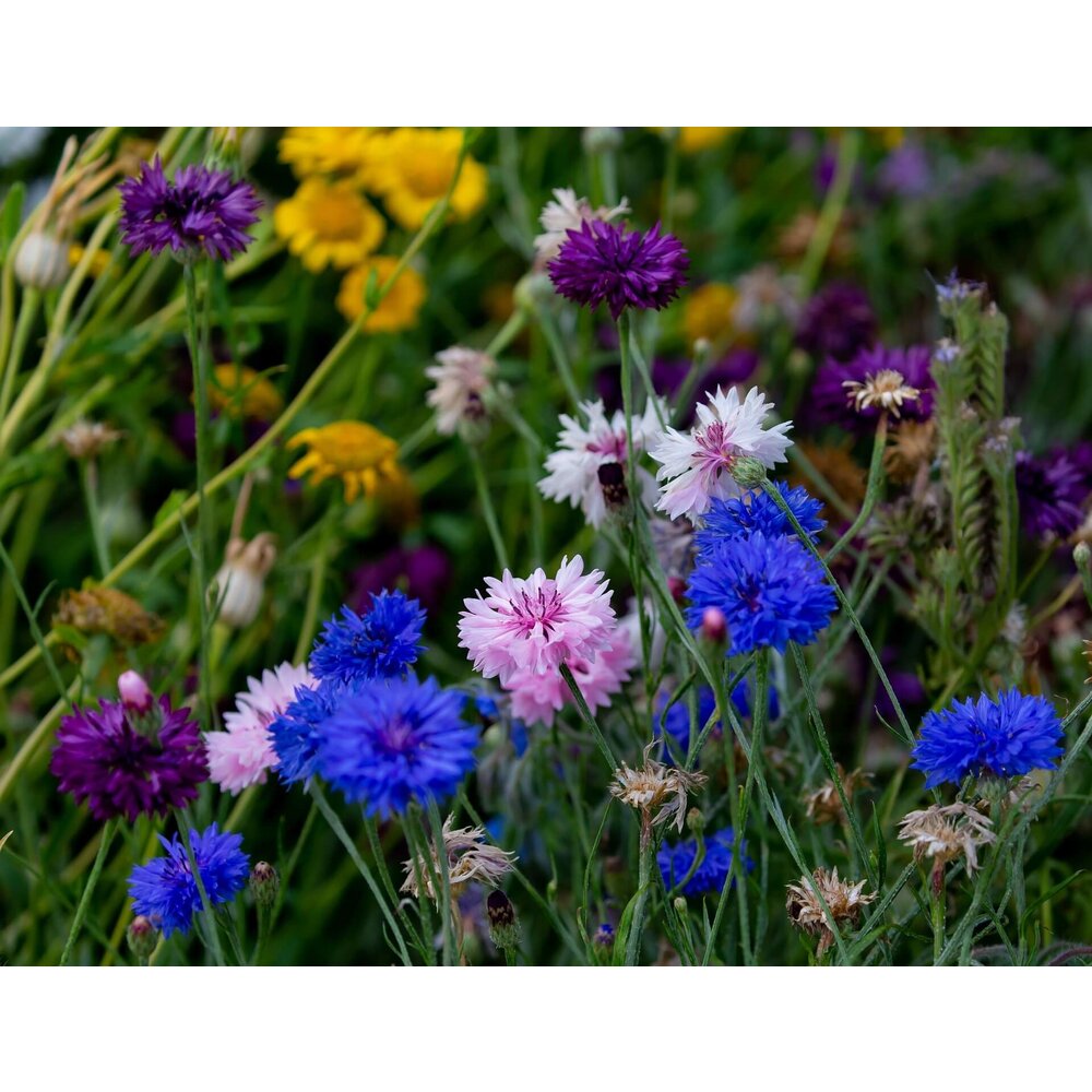 Bleuet d'empereur - Centaurea moschata imperialis