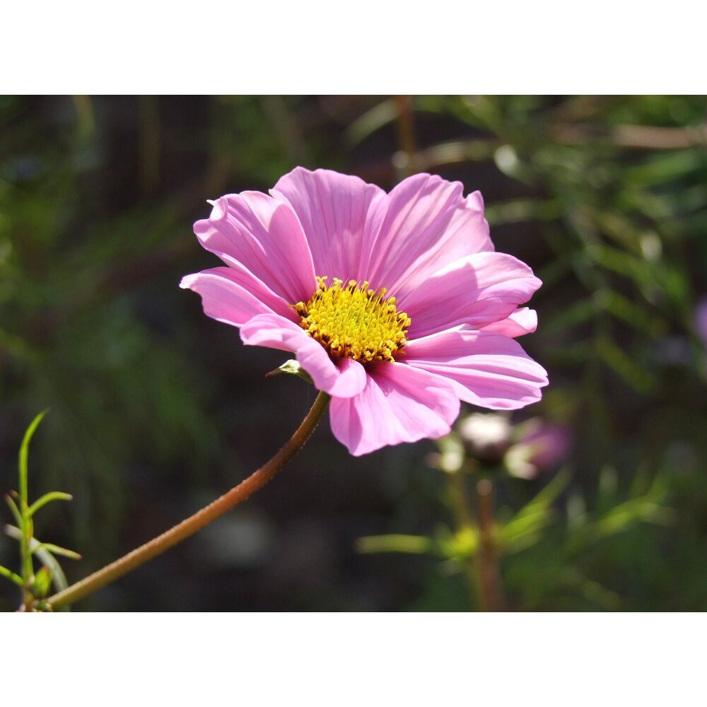 Cosmos Bipenné 'Daydream' - Cosmos bipinnatus