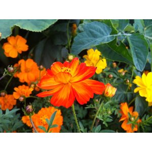 MRS Seeds & Mixtures Cosmos bipenné 'Ladybird' - Cosmos sulphureus