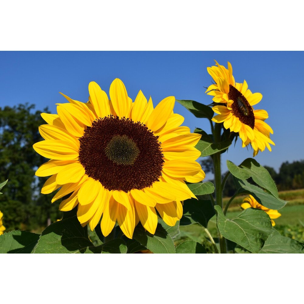 Tournesol géant 'Taiyo' - Helianthus annuus