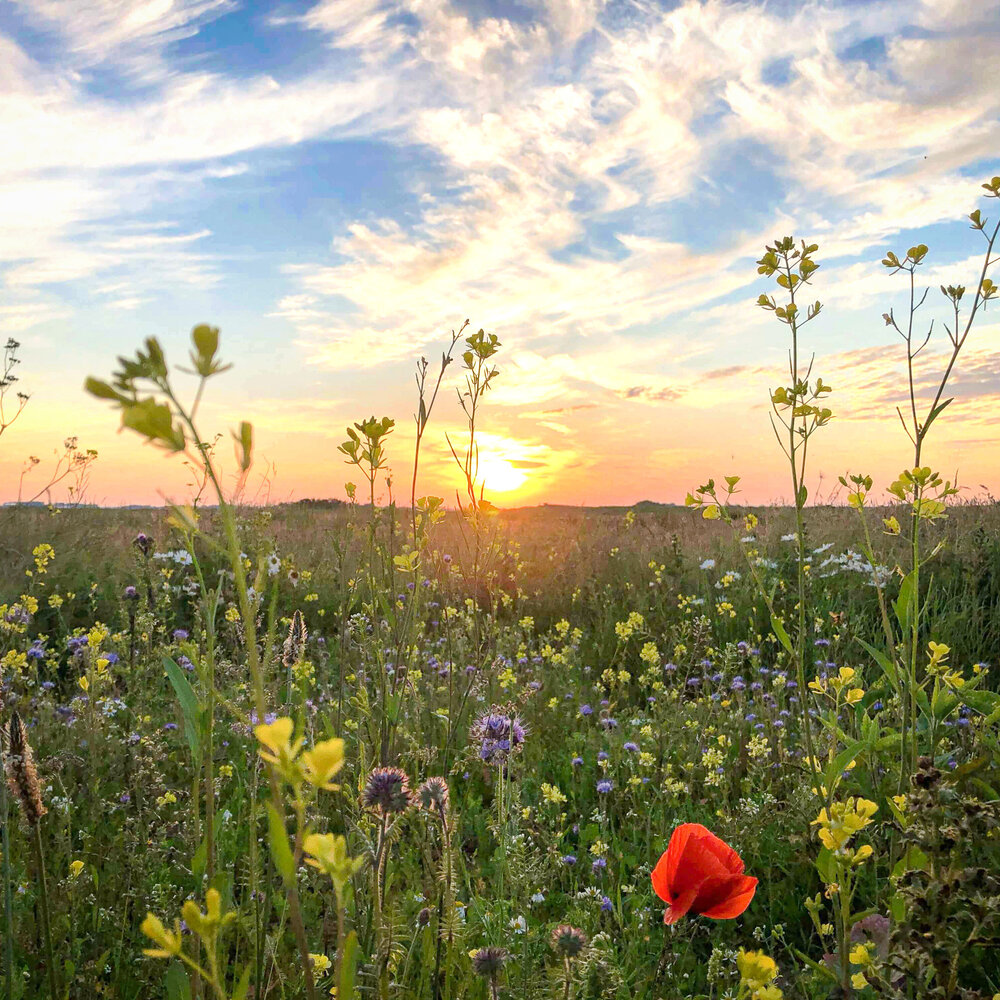 Mélange de fleurs indigène