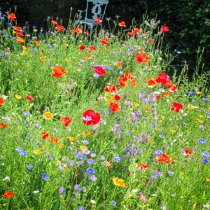 MRS Seeds & Mixtures Mélange de fleurs sauvages annuelles et vivaces