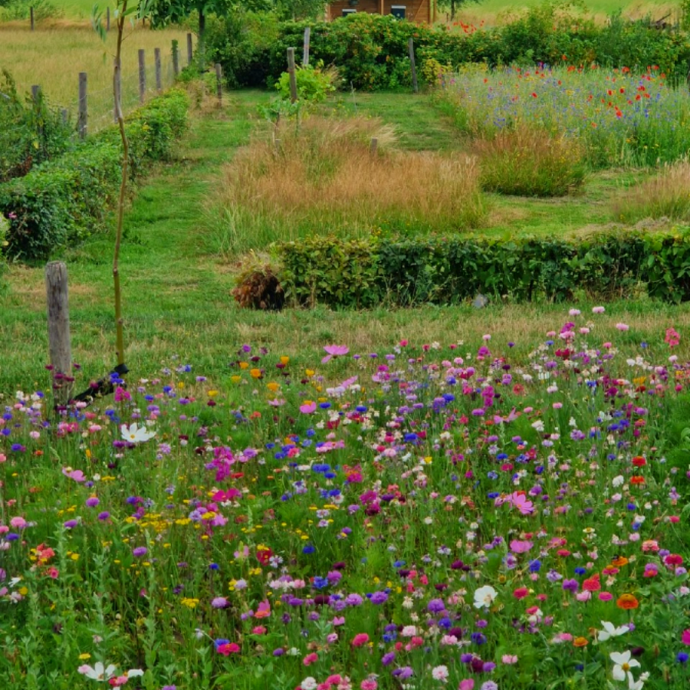 Mélange de fleurs sauvages - annuelles et vivaces