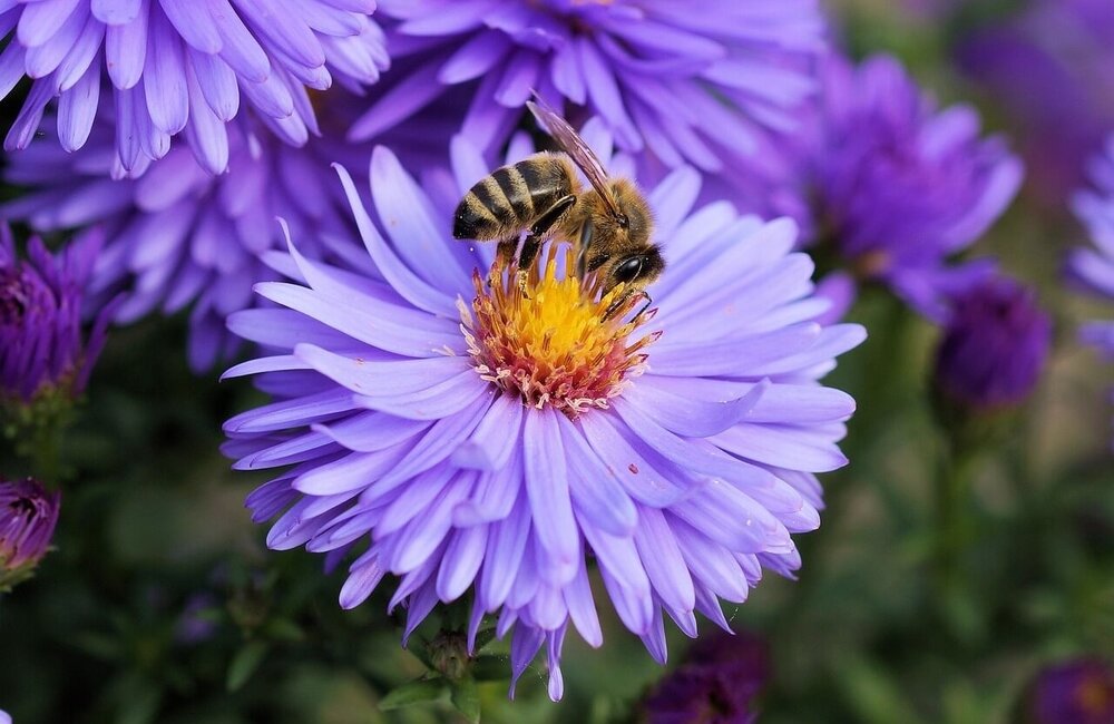 Les 10 meilleures fleurs pour les abeilles