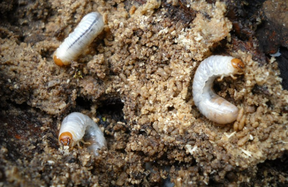 Utilisation des nématodes au jardin contre les ravageurs : tout savoir