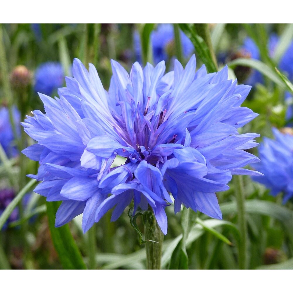 Bleuet - Centaurea cyanus