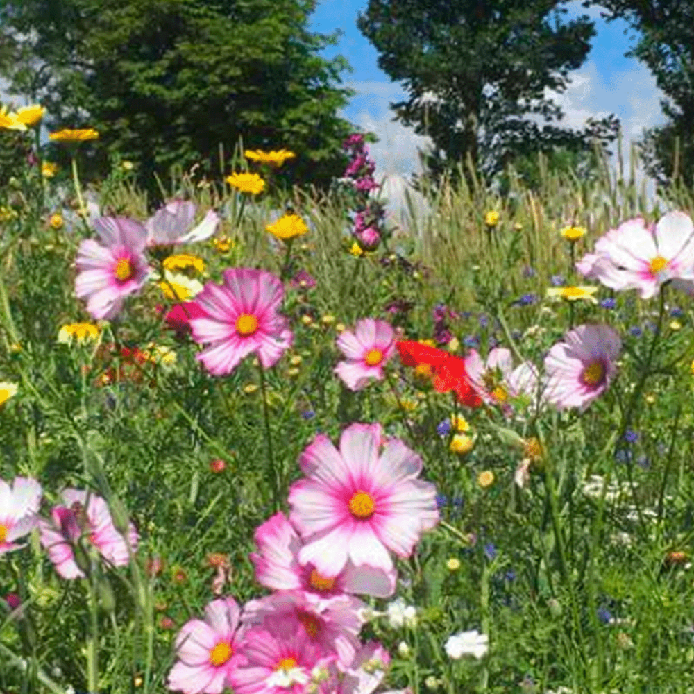 Mélange de fleurs d'été annuel