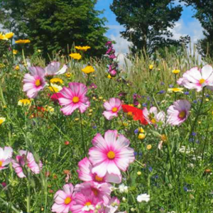 MRS Seeds & Mixtures Mélange de fleurs d'été annuel