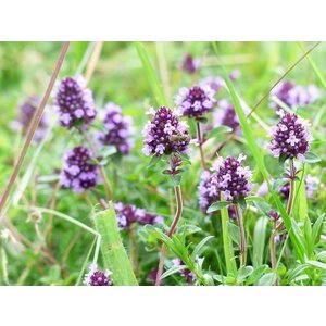 MRS Seeds & Mixtures Type M6 - Mélange de fleurs joint de pavé