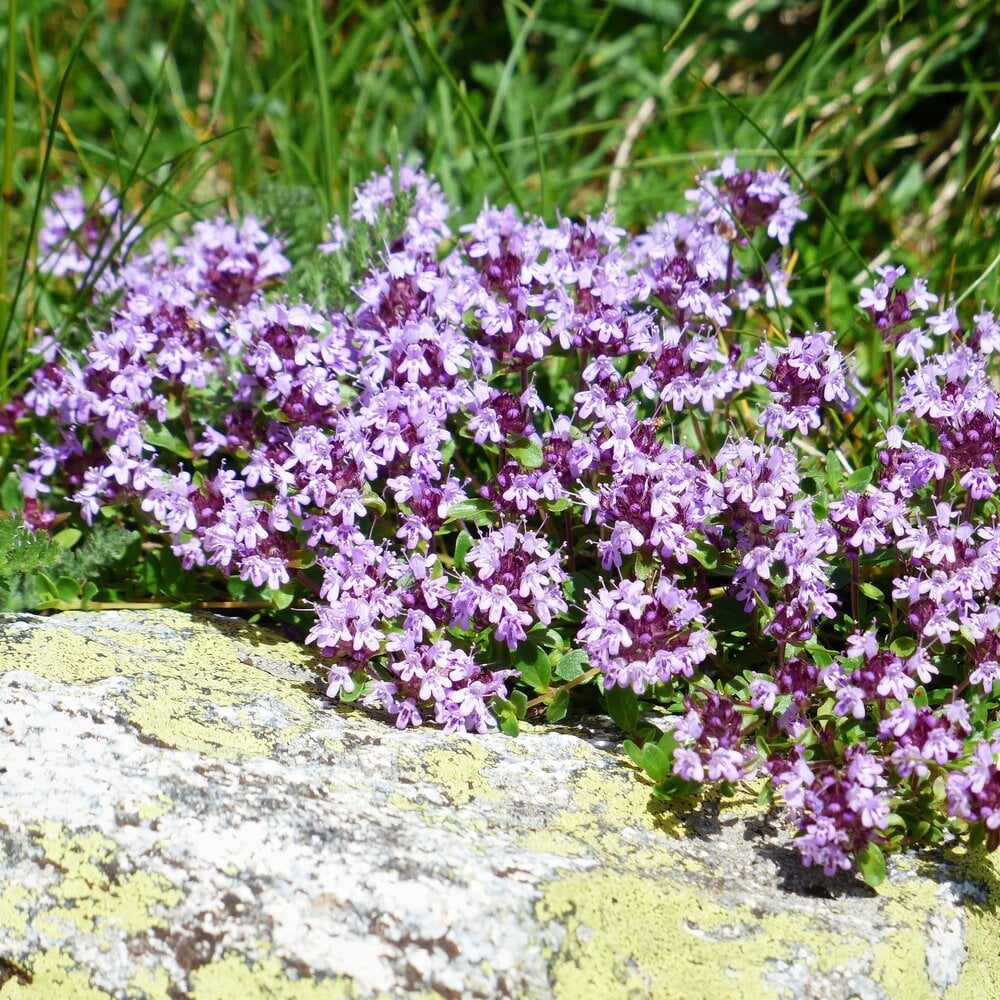 Serpolet - Thymus serpyllum