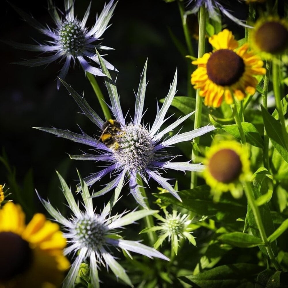 Mélange de fleurs d'automne