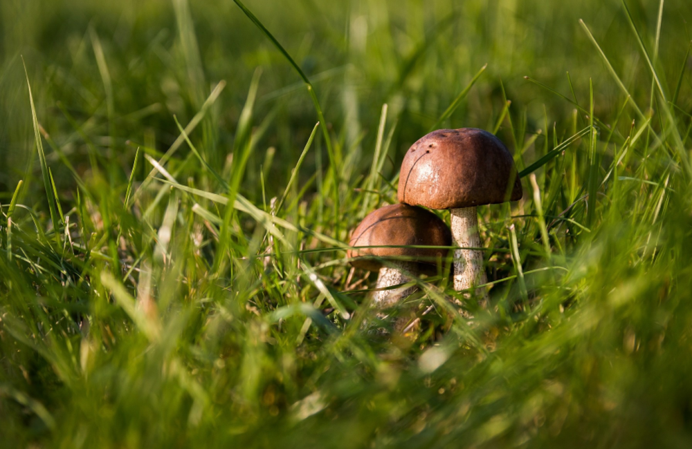 Combattre les champignons dans la pelouse