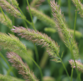 Echinochloa crus - galli