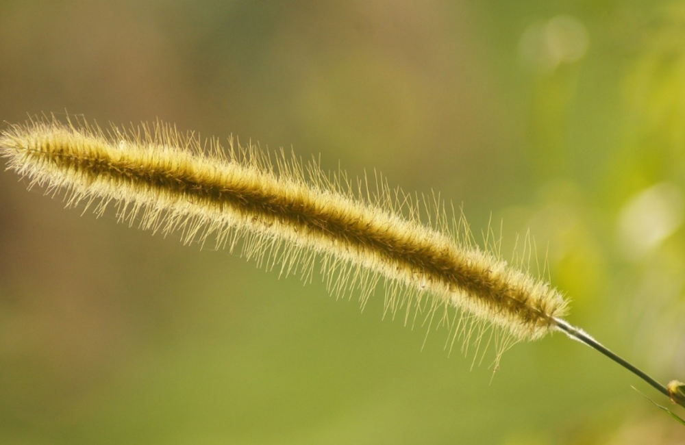 Lutter contre les herbes folles dans votre pelouse