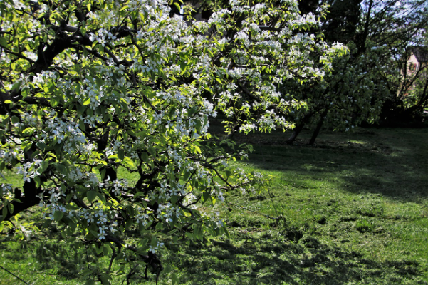 Arbre fruitier