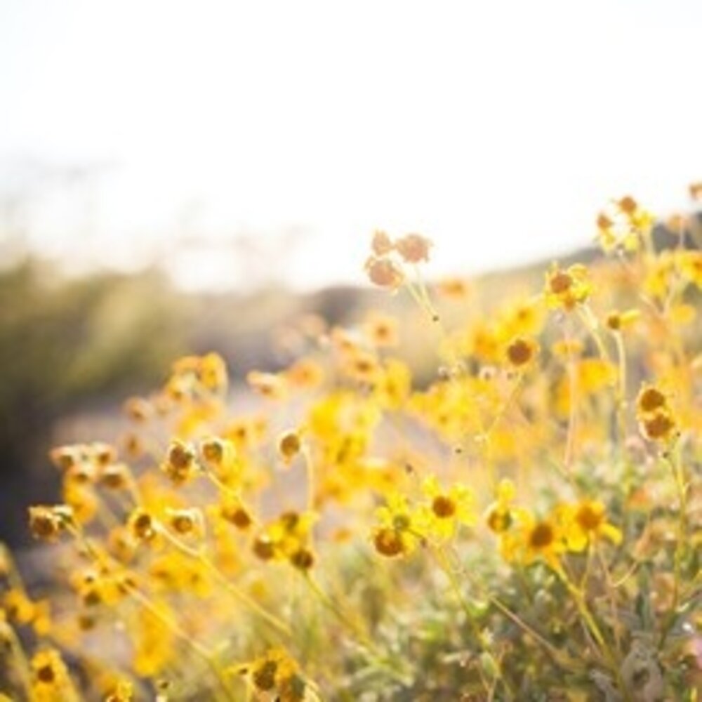 Mélange de fleurs pour jardin de prairie