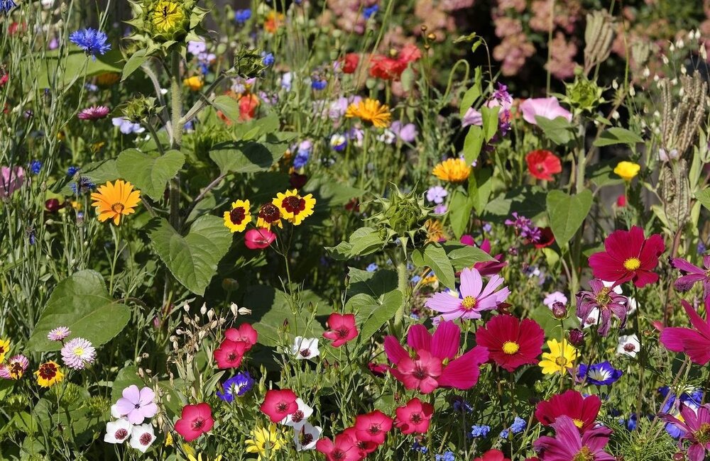 Semer des fleurs sauvages dans son propre jardin