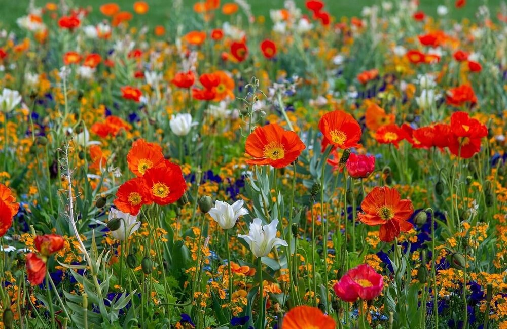 Quel mélange de fleurs choisir ?