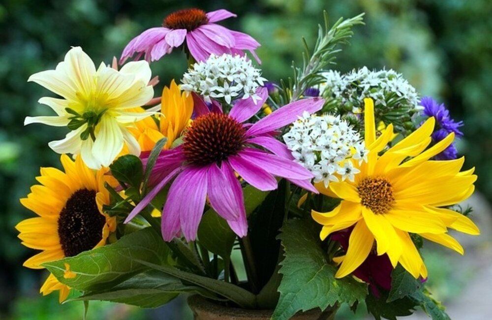 Fleurs d'été tous les tenants et aboutissants