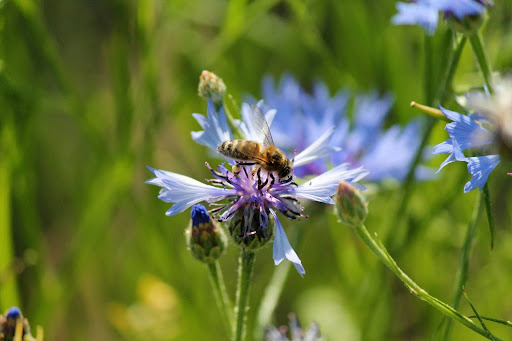 La structure ouverte du cœur de la fleur fait du bleuet une plante apicole par excellence.