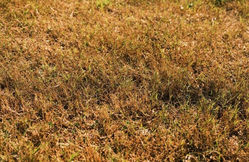 Restaurer une pelouse sèche et aride