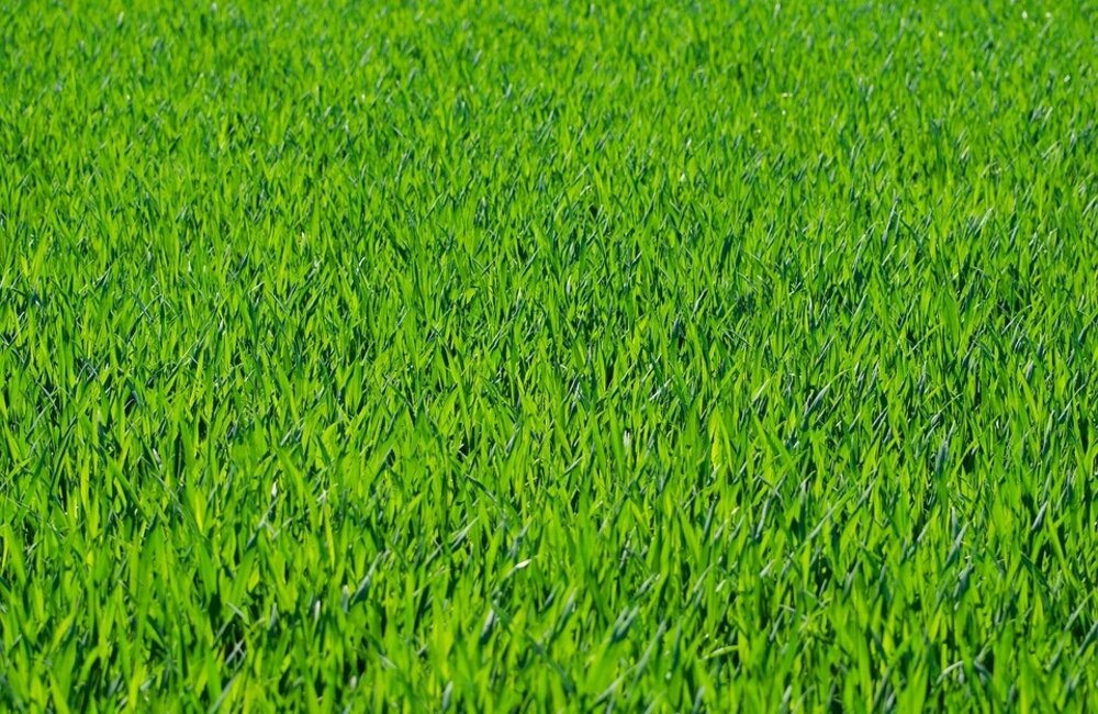Ray-grass anglais - Lolium perenne