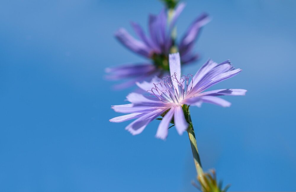 Chicorée - Cichorium intybus