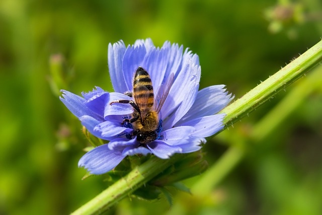 Chicorée - Cichorium intybus 