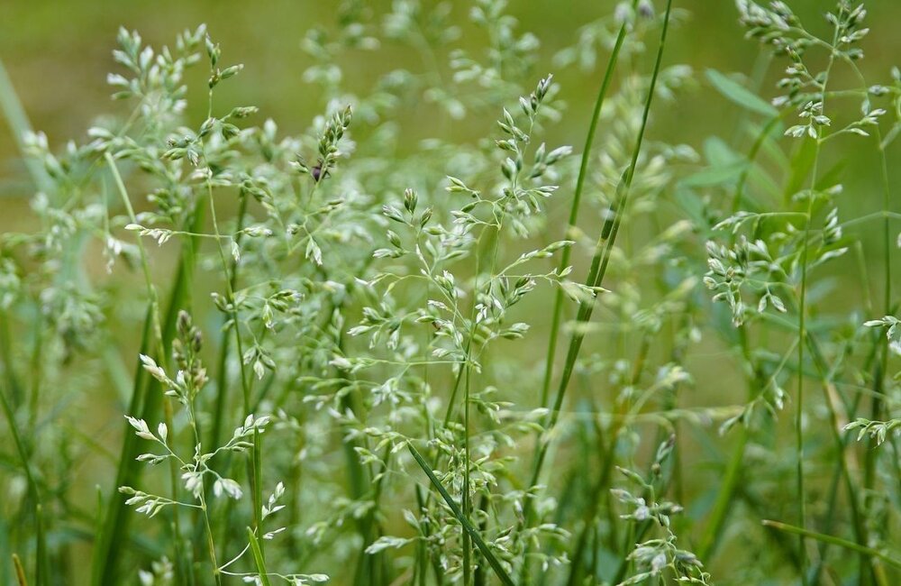 Pâturin commun - Poa trivialis