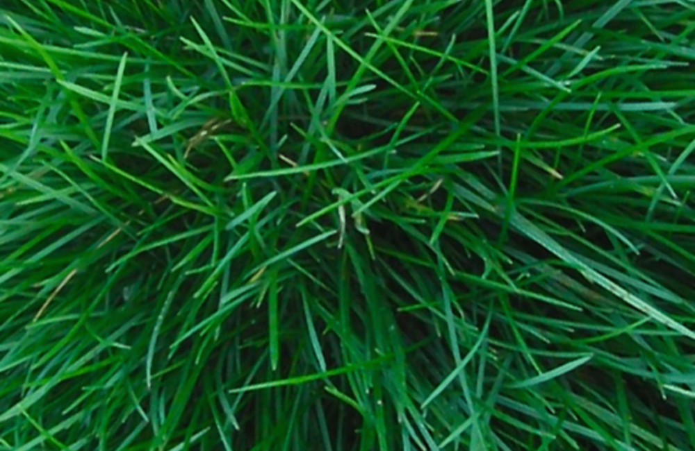 Fétuque rouge - Festuca rubra