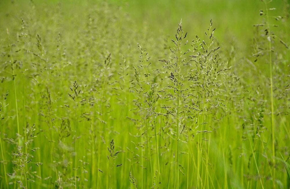 Pâturin des prés - Poa pratensis