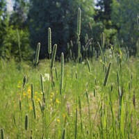 Fléole des prés - Phleum pratense