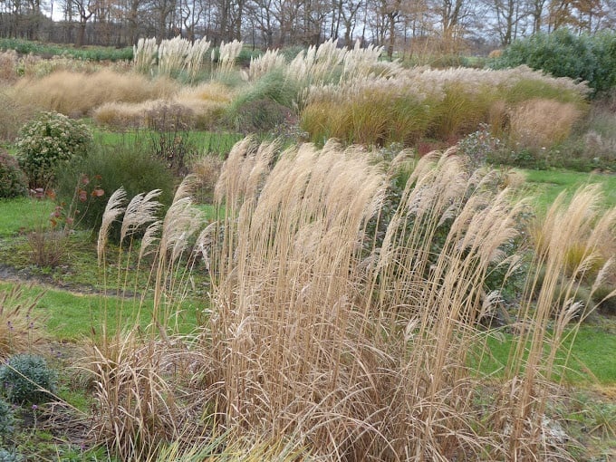 Jardin de prairie