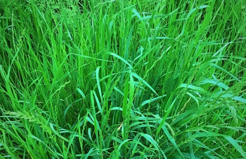 Ray-grass Italien - Lolium multiflorum