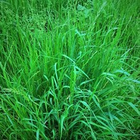 Ray-grass Italien - Lolium multiflorum