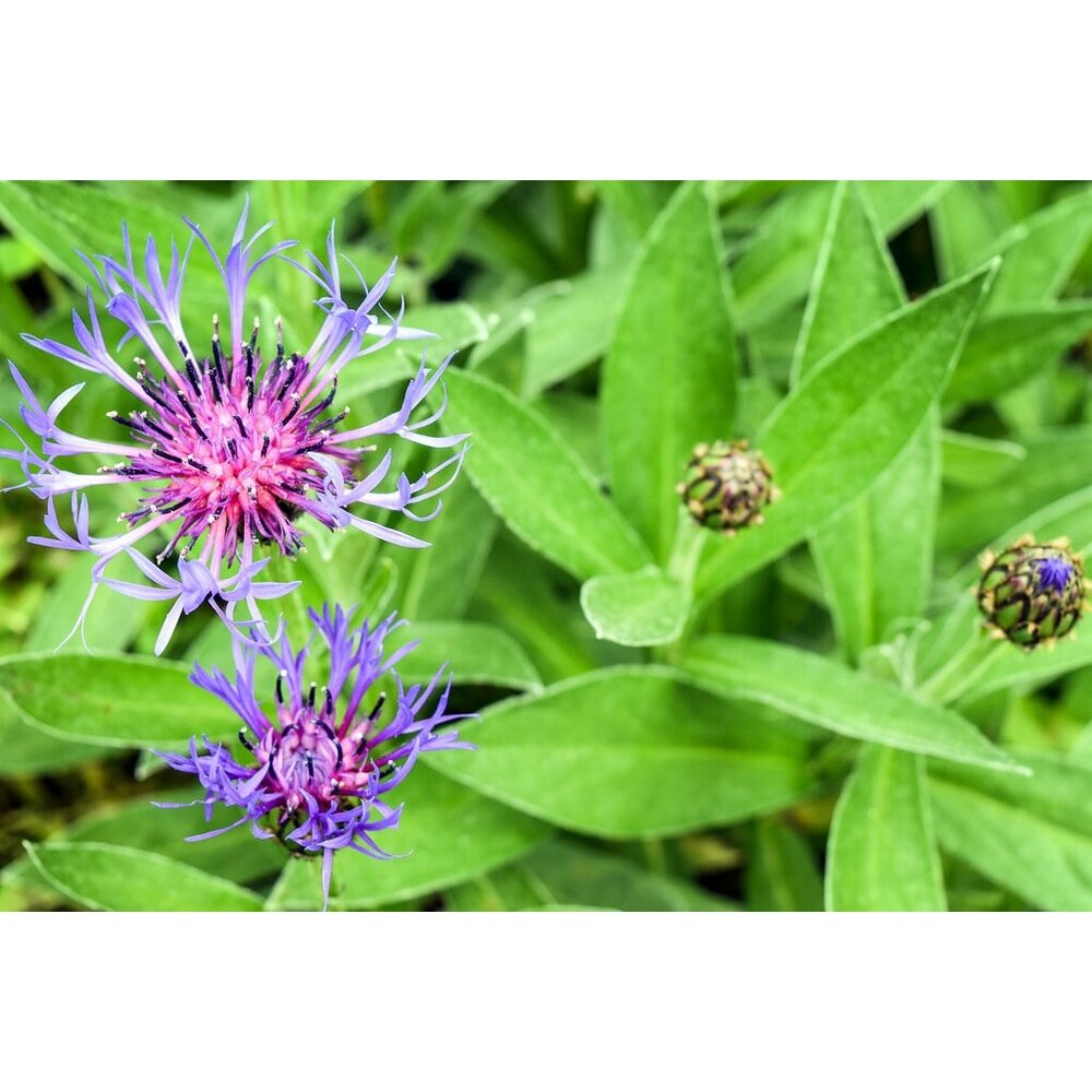 Bleuet des montagnes - Centaurea montana