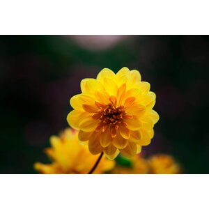 MRS Seeds & Mixtures Zinnia violacea - Golden State
