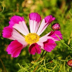 MRS Seeds & Mixtures Cosmos - Melange 'Sea Shells'