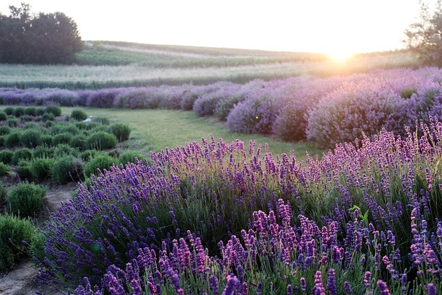 Plantes parfumées lavande